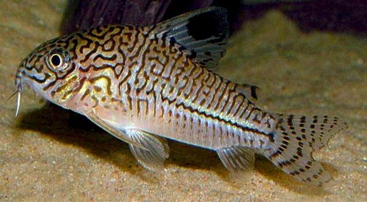 freshwater fish - corydoras sp. - false julii cory cat stocking in 3 gallons tank - Just a profile pic from Google images - my Cory is too fast to capture with my Blackberry camera!