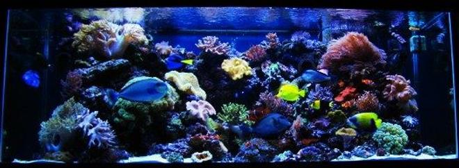 210 gallons reef tank (mostly live coral and fish) - 210 Gallon reef aquarium