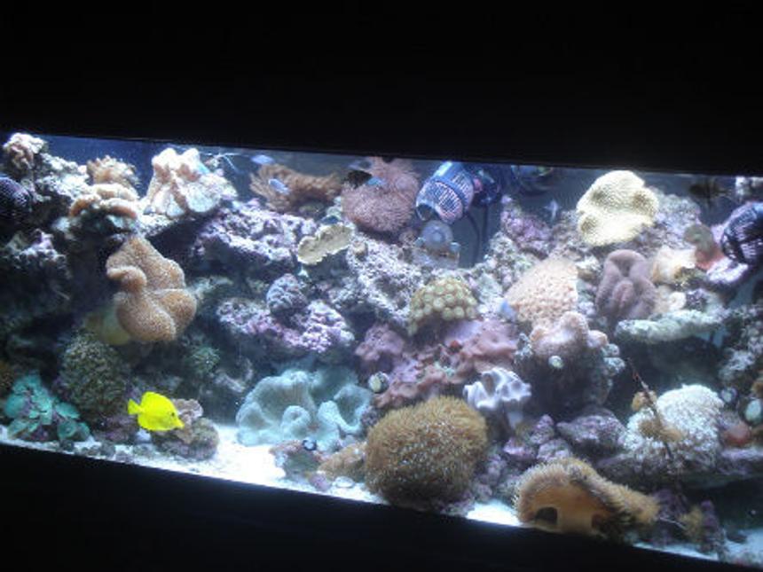 Rated #67: 75 Gallons Reef Tank - I love my tanks