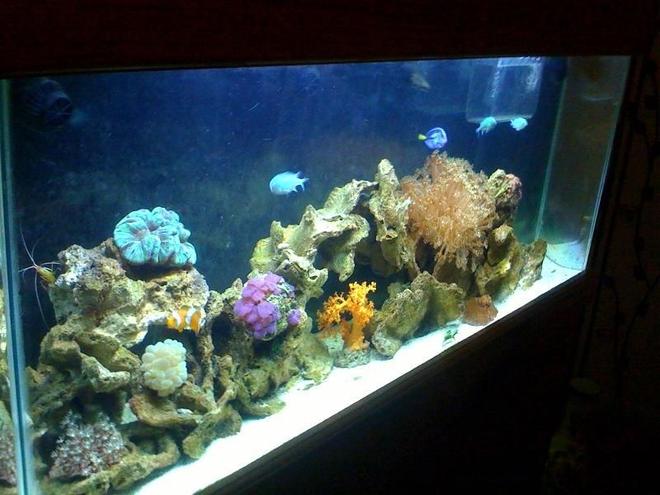 55 gallons reef tank (mostly live coral and fish) - 22