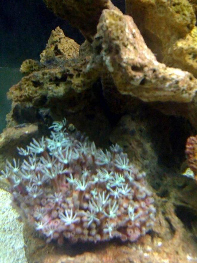 corals inverts - clavularia sp. - clove polyp stocking in 55 gallons tank - 33