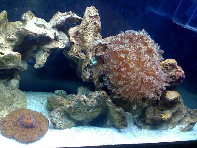 corals inverts - alveopora sp. - alveopora coral stocking in 55 gallons tank - 333