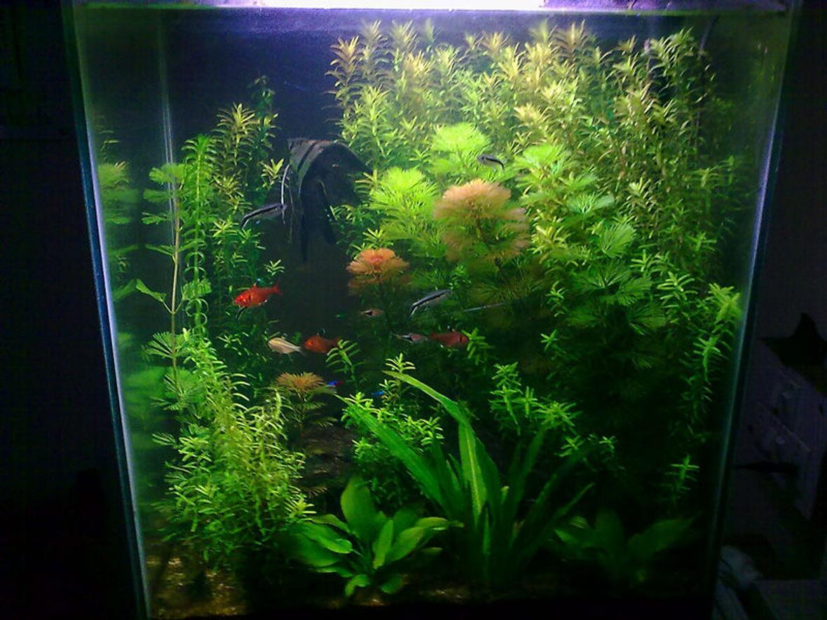 17 gallons planted tank (mostly live plants and fish) - overview