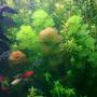 fish tank picture - forest