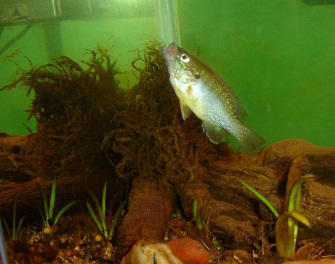 freshwater fish - lepomis cyanellus - green sunfish stocking in 10 gallons tank - My Green sunfish going after a food pellet