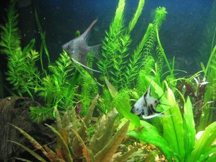 freshwater fish - pterophyllum sp. - koi angel stocking in 40 gallons tank - my 2 new baby angels