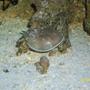 corals inverts - limulus polyphemus - horseshoe crab stocking in 155 gallons tank - horshoe crab