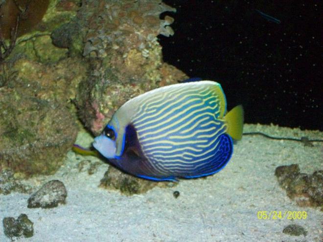 saltwater fish - pomacanthus imperator - imperator angelfish stocking in 155 gallons tank - emporer angel