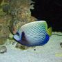 saltwater fish - pomacanthus imperator - imperator angelfish stocking in 155 gallons tank - emporer angel