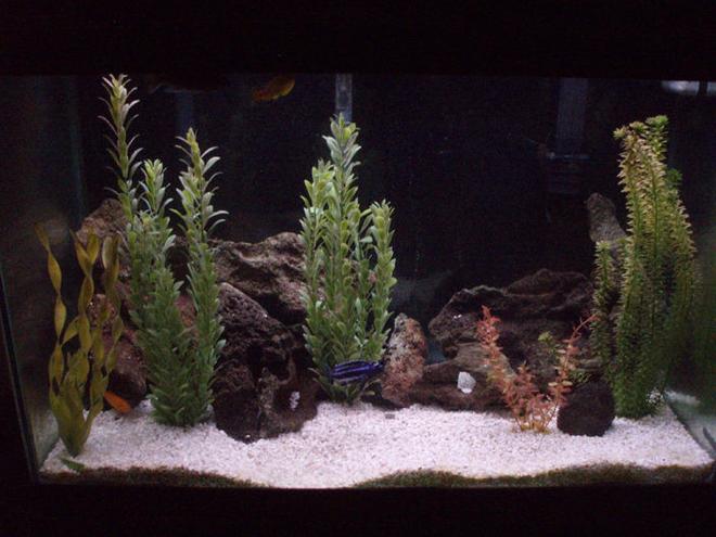 65 gallons freshwater fish tank (mostly fish and non-living decorations) - Malawi Tank.