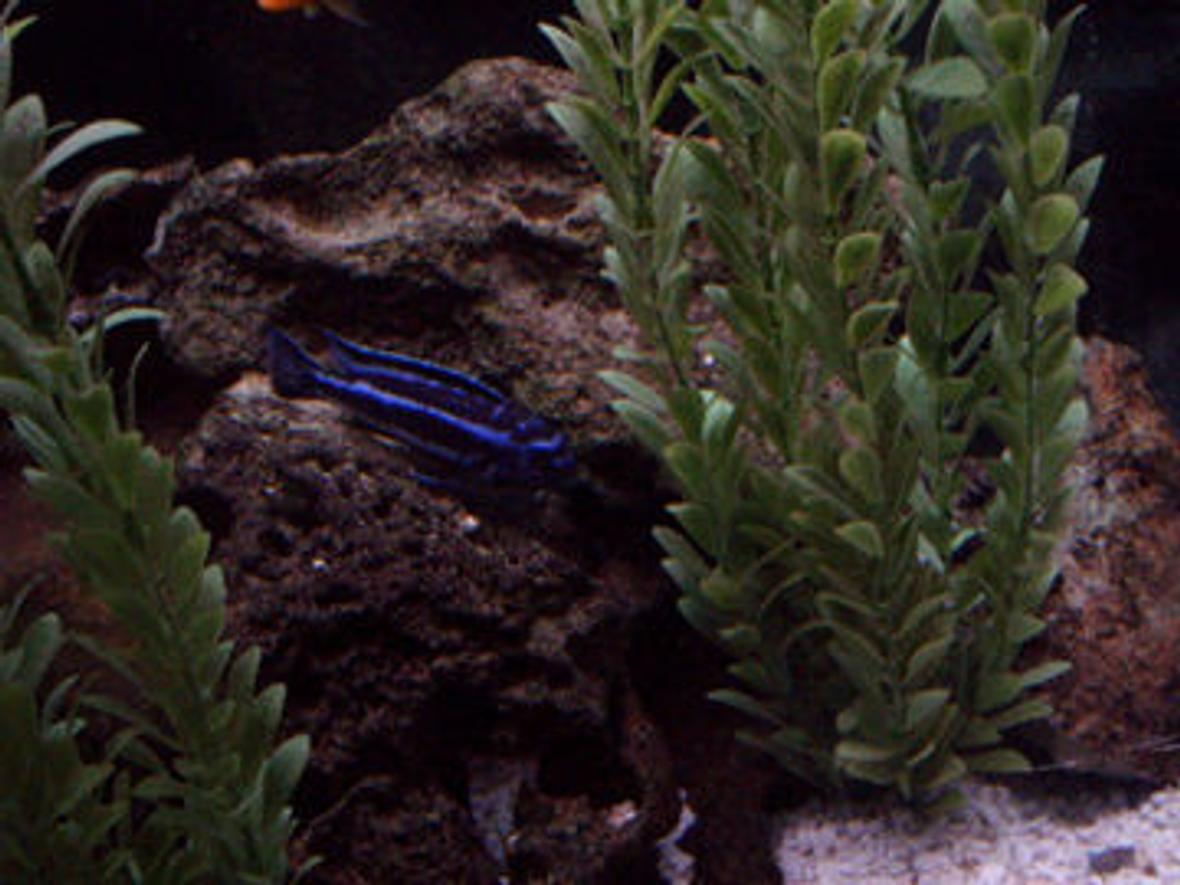 freshwater fish - melanochromis cyaneorhabdos - maingano cichlid stocking in 65 gallons tank - malawi cichlids