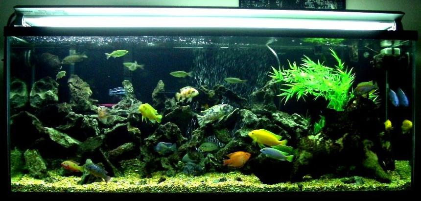 Rated #14: 100 Gallons Freshwater Fish Tank - My 100 Gal Cichlid Tank