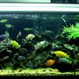 100 gallons freshwater fish tank (mostly fish and non-living decorations) - My 100 Gal Cichlid Tank