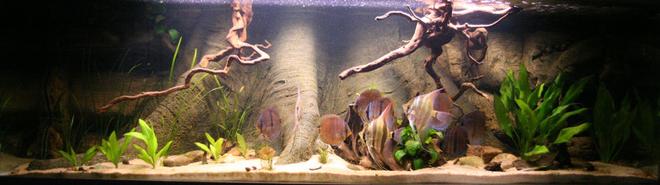 freshwater fish - pterophyllum sp. - white blushing angel stocking in 187 gallons tank - Tank in evening light.
