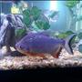 freshwater fish - piaractus brachypomum - red belly pacu stocking in 75 gallons tank - Pacu