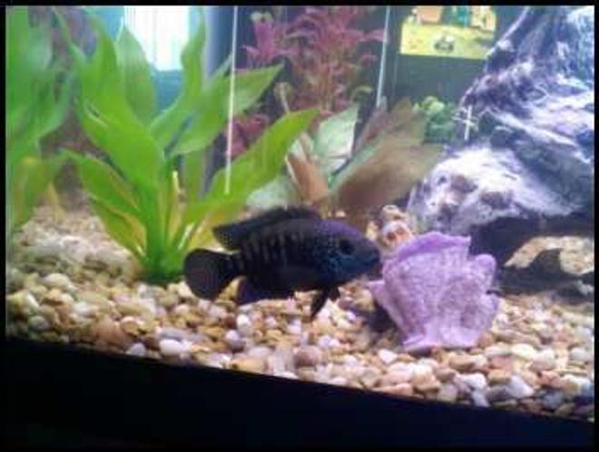 freshwater fish - nandopsis octofasciatum - jack dempsey stocking in 75 gallons tank - Jack