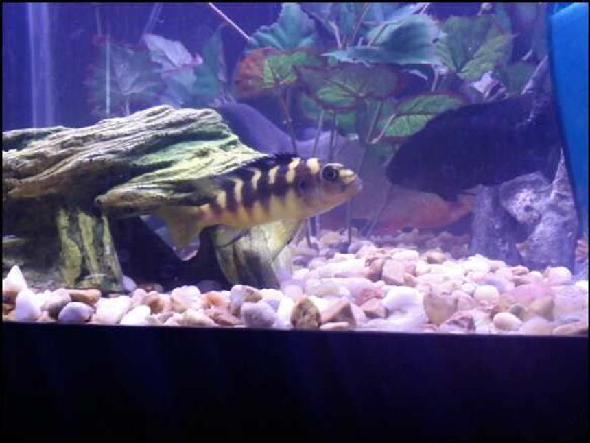 Rated #1466: Freshwater Fish - Pseudotropheus Crabro - Bumblebee Cichlid Stocking In 75 Gallons Tank - Bumblebee