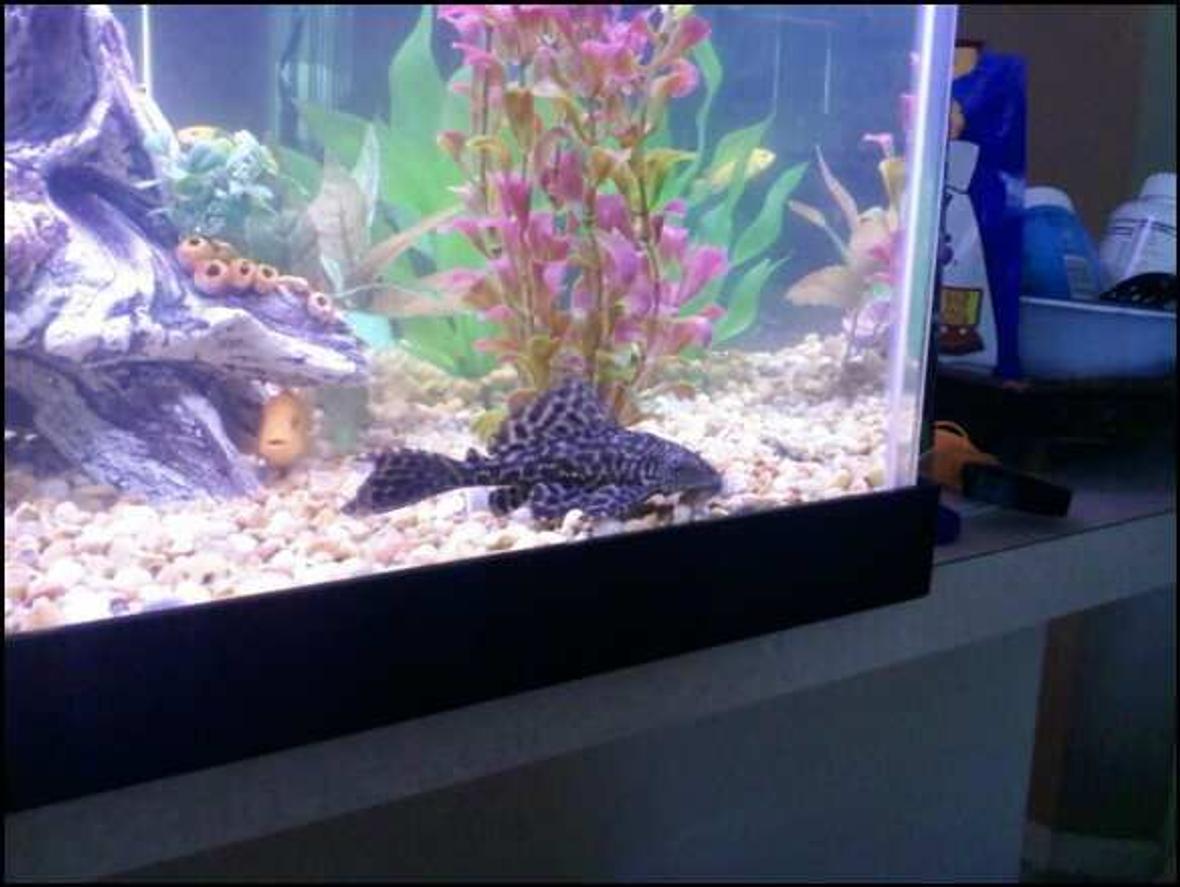 freshwater fish - glyptoperichthys gibbiceps - sailfin pleco (l-83) stocking in 75 gallons tank - Pleco