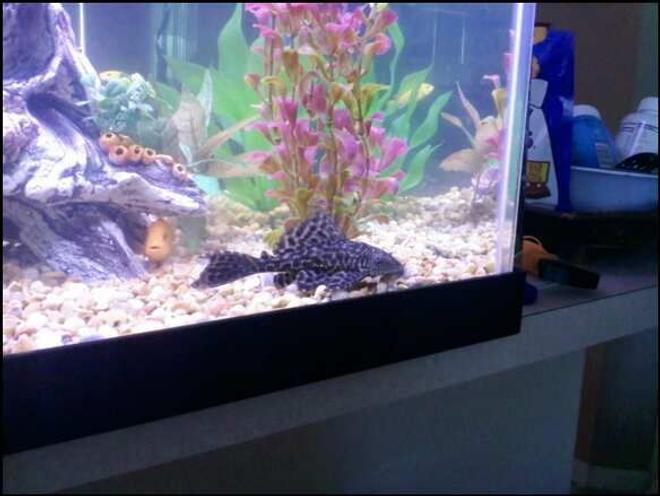 freshwater fish - glyptoperichthys gibbiceps - sailfin pleco (l-83) stocking in 75 gallons tank - Pleco