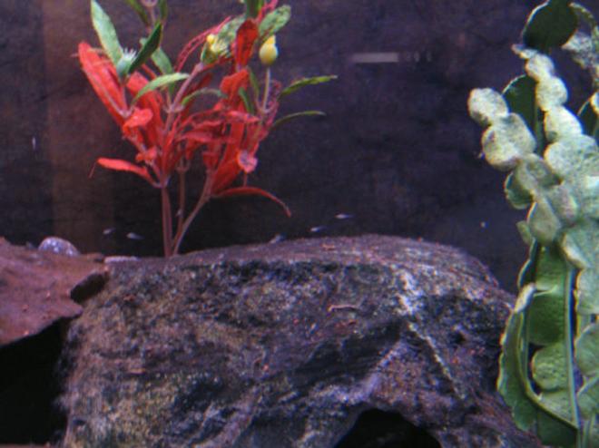 freshwater fish - neolamprologus brichardi - brichardi cichlid stocking in 72 gallons tank - Baby Brichardi Hanging around their Cave