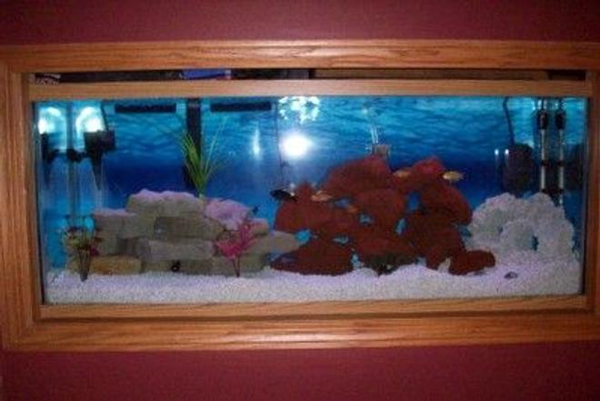 55 gallons freshwater fish tank (mostly fish and non-living decorations) - My 55 gal in wall cichlid tank