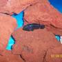 freshwater fish - melanochromis johannii - johanni cichlid stocking in 55 gallons tank - Blue Johanni King of the tank
