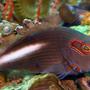 saltwater fish - paracirrhitus arcuatus - arc eye hawkfish stocking in 54 gallons tank - ARC EYE HAWK FISH