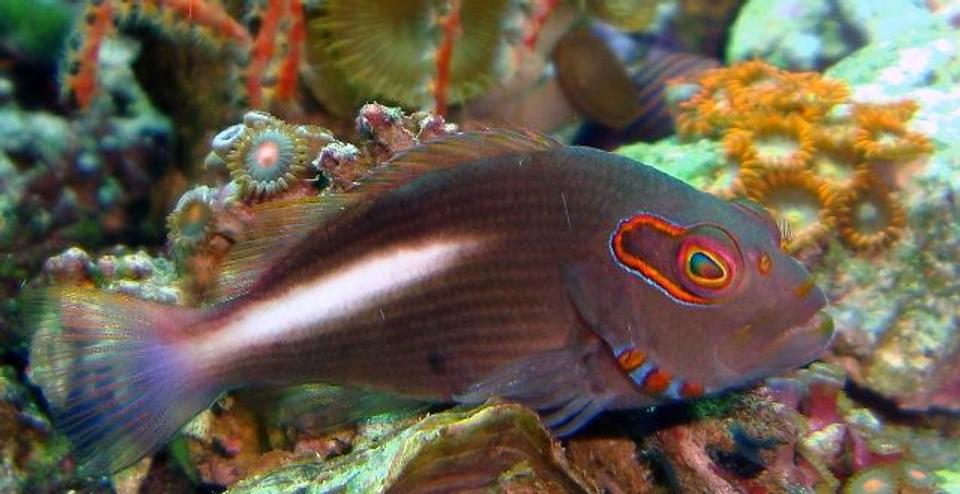 saltwater fish - paracirrhitus arcuatus - arc eye hawkfish stocking in 54 gallons tank - ARC EYE HAWK FISH