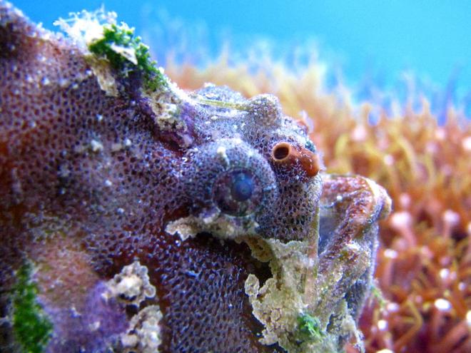 saltwater fish - histrio histrio - sargassum fish stocking in 44 gallons tank - sargassum angler