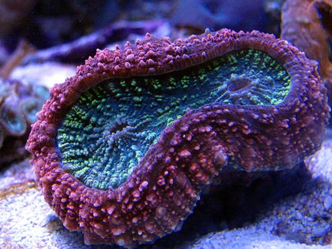 corals inverts - lobophyllia hemprichii - aussie lobed brain coral stocking in 44 gallons tank - Lobo