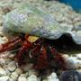 corals inverts - clibanarius sp. - dwarf red tip hermit crab stocking in 44 gallons tank - Hermit
