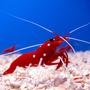 corals inverts - lysmata debelius - blood red fire shrimp stocking in 44 gallons tank - Fire Shrimp