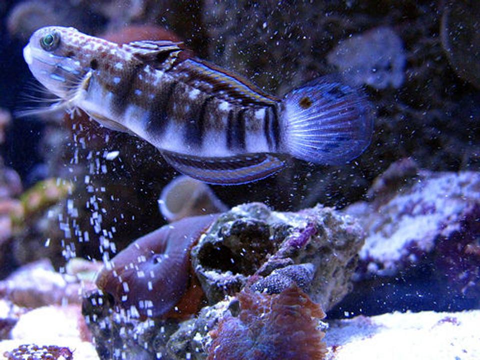 saltwater fish - amblygobius phalaena - dragon goby stocking in 44 gallons tank - Dragon Goby