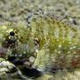 saltwater fish - salarias fasciatus - sailfin/algae blenny stocking in 44 gallons tank - Lawnmower Blenny