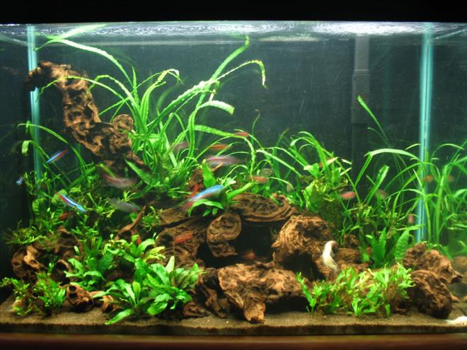 20 gallons planted tank (mostly live plants and fish) - deep congo.  If you're going to vote 0, please don't vote.