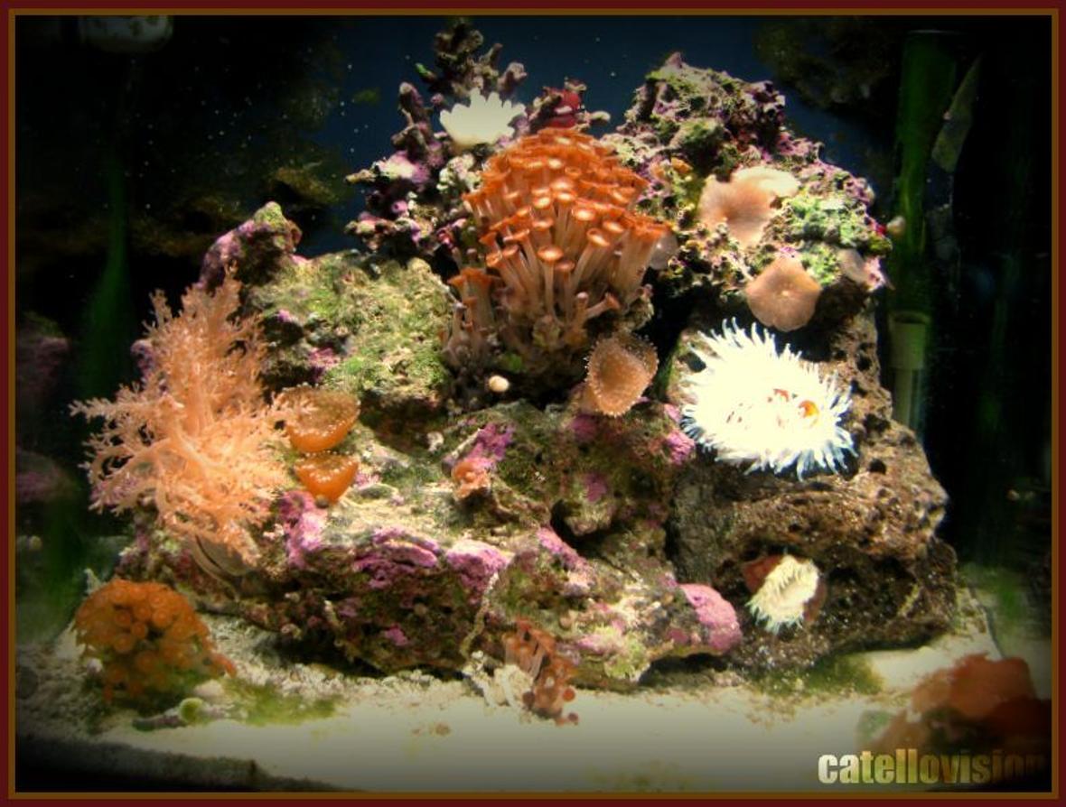 corals inverts - alveopora sp. - alveopora coral stocking in 8 gallons tank - 8 gallons of fury!