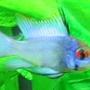 freshwater fish - papiliochromis ramirezi - electric blue ram stocking in 40 gallons tank - Electric Blue Ram