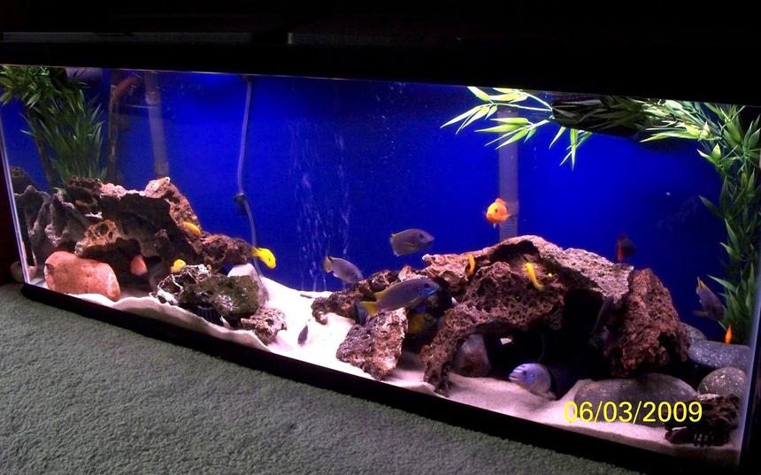 Rated #49: 55 Gallons Freshwater Fish Tank - Busy African Mbuna tank. Fish: Red Zebra, Yellow Labs, Acei, Hongi, Rainbow Shark and a bunch of young fry.