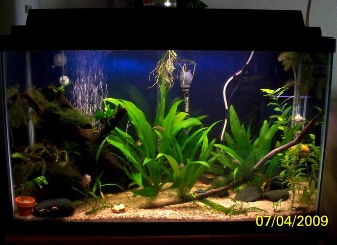55 gallons planted tank (mostly live plants and fish) - UPDATED and GROWN OUT: Final set-up of my 30 gallon Planted Community tank. Tank gets co2 and liquid fertilizer, no special substrate, just play sand and no special lighting. The main fish are my paired Bolivian Rams. Tank has 2 pieces of driftwood, a large piece and a small piece of Mopani wood. There are small river rocks for the Rams to spawn on and all plants are real. Tied to the big driftwood is Java ferns, Java Moss and Christmas Moss. Floating in the top corner is a clump of Hornwort which my Gourami and Dwarf Frogs like to hang out in. I have a Philodendron house vine rooting in the tank next to the filter output. You can see the roots coming down into the tank; it is even growing leaves inside the water now. It has taken me 2 years of fussing and tweaking to get this tank the way I have always wanted. All natural, nothing fake in it.