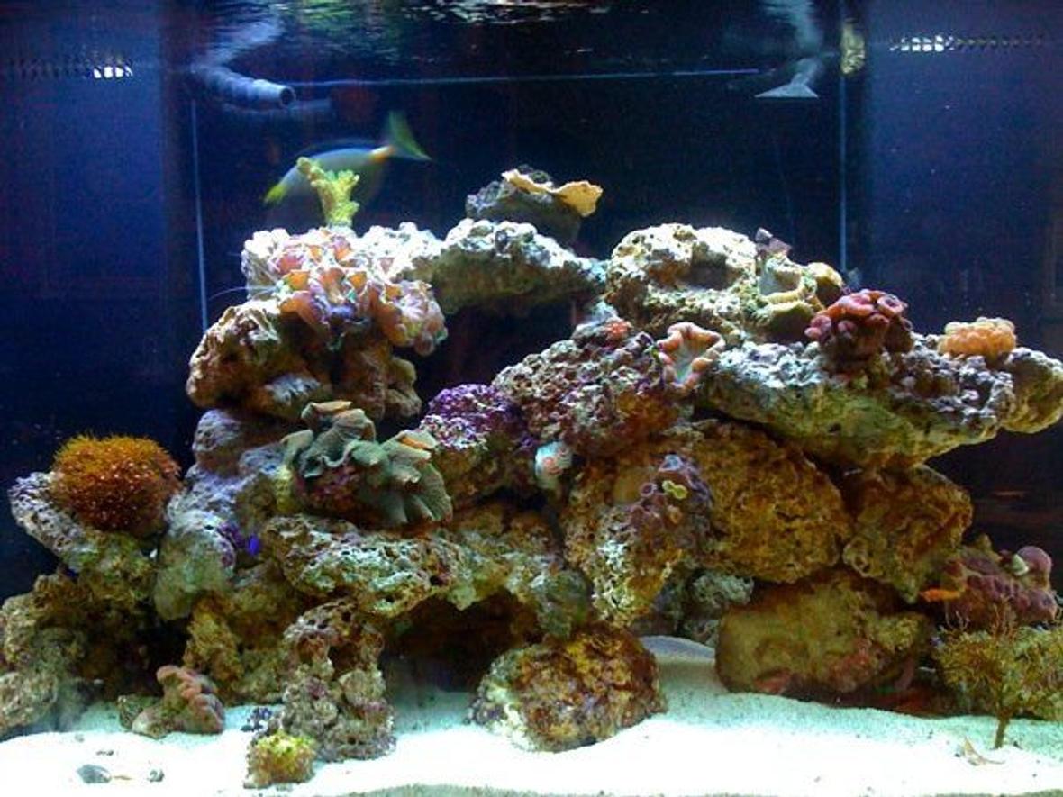 fish tank picture - 140 gallon reef tank 5 months old