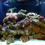 fish tank picture - 140 gallon reef tank 5 months old