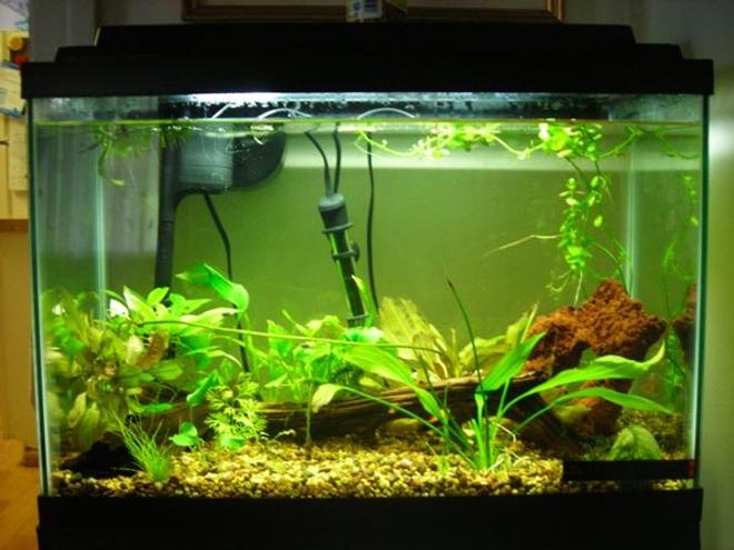 20 gallons planted tank (mostly live plants and fish) - New 20g High, upgraded from 15g long.