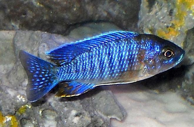 freshwater fish - aulonocara stuartgranti - red shoulder stocking in 120 gallons tank - Red shoulder cichlid