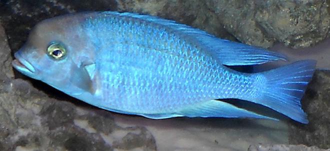 freshwater fish - cyrtocara moorii - blue dolphin cichlid stocking in 120 gallons tank - Moorii dolphin