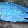freshwater fish - cyrtocara moorii - blue dolphin cichlid stocking in 120 gallons tank - Moorii dolphin