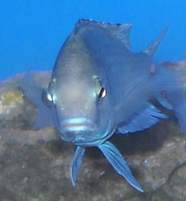 freshwater fish - cyrtocara moorii - blue dolphin cichlid stocking in 120 gallons tank - Dolphin, up close