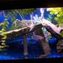 29 gallons freshwater fish tank (mostly fish and non-living decorations) - This is My 29 Gallon Cichlid tank i use slate rock for the decoration. i have 6 Cichlids total