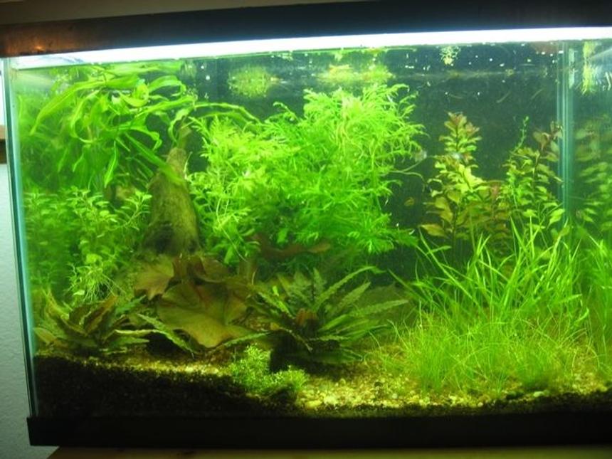 Rated #84: 20 Gallons Planted Tank - 20 gallon planted tank. My first planted tank. Having a limited income, many of the plants are native to michigan where i live. It has a 4 ft shop light over it and a ten gallon beside it.The light has two 32 watt white bulbs.(6500k) I dose with flourish excell evey other day. The substrate is a mix with iron made at a local mom and pop fish shop.No heating.(my home stays pretty warm) A cheap wal mart hang on filter for circulation and biological management though the plants do most of the filtering.