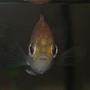 freshwater fish - lepomis gulosus - warmouth sunfish stocking in 20 gallons tank - sunfish