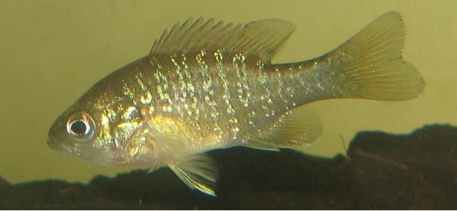 freshwater fish - lepomis gulosus - warmouth sunfish stocking in 20 gallons tank - sunfish side view.